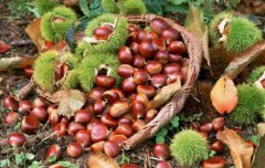 Where is Chinese chestnut suitable for planting? When to plant Chinese chestnut can it be planted in the north