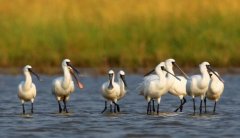 What level of animal is the black-faced spoonbill? What does the black-faced spoonbill look like? is the black-faced spoonbill a migratory bird