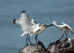 What level of animal is the black-faced spoonbill? Black-faced spoonbill habitat Zhuanghe, migration route of black-faced spoonbill