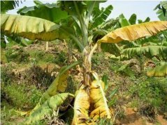 Banana yellow leaf disease treatment: yellow leaf disease with what medicine? The solution to banana yellow leaf disease