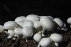 New cultivation techniques of Agaricus bisporus: what is Agaricus bisporus? Is Agaricus bisporus a mushroom?