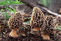 Who should not eat Morchella? Can you be poisoned if you eat Morchella raw? what is the origin of Morchella?