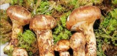 Can Tricholoma matsutake be planted artificially the difference between artificial Tricholoma matsutake and wild? how much is Tricholoma matsutake per jin