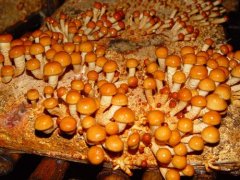 Mushroom cultivation technology: do you have to blanch the mushroom? Mushroom cultivation sales price