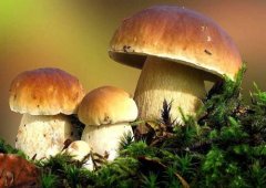 Is Boletus poisonous? Why is Boletus poisoned? how much is the price of fresh boletus?