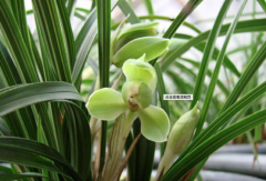 Spring orchid varieties recommend Kui word orchid, what are the characteristics and quality of Kui word orchid?