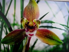 Chunlan Honglong word: what are the flowering characteristics of Chunlan Honglong word and what are the characteristics of Red Dragon word Orchid