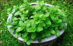 How to raise peppermint to burst the basin? How to grow peppermint without yellow leaves