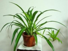 How can I raise a spider plant to explode? What kind of fertilizer can be used for chlorophyllin? How can chlorophyllin be raised more vigorously?