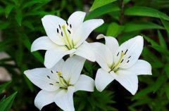 How to raise lilies to burst the pot? How do lilies keep seeds? when do lily seeds be planted?