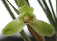 Spring Orchid Wang Xiaochun: What is the spring orchid Wang Xiaochun bud like? Spring Orchid Wang Xiaochun Price