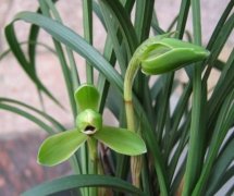 The species of Chunlan: what are the unique characteristics of Qingmei orchids and what are the characteristics of orchids