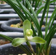 What are the characteristics of Chunlan Yumei Su? the price of Chunlan Yumei orchid?