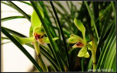 What are the characteristics of a spring orchid? what are the characteristics of a spring orchid?