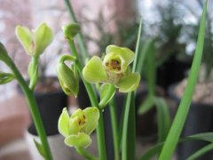 Is Jian Lan Green Light expensive? Is the green light orchid fragrant?