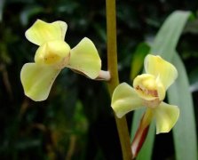 Jian Lan Huang Guang Dengmei: the characteristics of Jian Lan Huang Guang Deng Orchid. Is it easy to flower and bud easily?