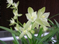 What kind of orchid is the seven fairies of orchids? The benefits of the seven fairies of Jianlan are the orchids of the seven fairies fragrant