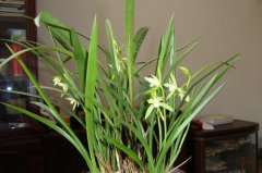 Jianlan iron bone: iron bone in flowering period in which month does iron bone bloom? Is the iron bone orchid fragrant?