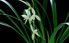 Jian Lan 13 Taibao: what are the characteristics of 13 Taibao orchids and how to distinguish them?