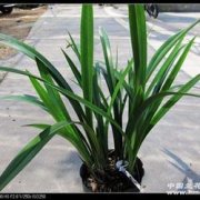 Cymbidium varieties recommend White Cymbidium: is White Cymbidium blooming? How to raise Bai Mo Lan