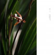 Traditional species of ink orchid: parrot ink orchid photo picture, what is the price of the ink orchid parrot