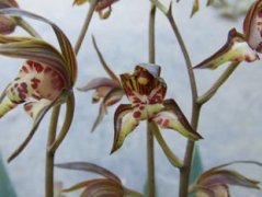 What are the characteristics of the traditional varieties of Chinese orchid, Hua Guang butterfly and orchid?