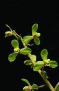 Does Huilan Cheng Mei blossom? How much is the price of Huilan Chengmei? what are the characteristics of a seedling?