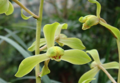 Xie Peimei Orchid: the origin of the name of Huilan Xiepei. How about Xie Peimei's fragrance?