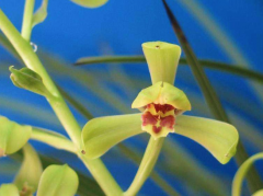 Cymbidium Liu Meilan Flower: Cymbidium Liu Mei characteristic leaf shape, Cymbidium Liu Mei worth how much a seedling