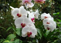 Phalaenopsis variety white flower red heart: White flower red lip Phalaenopsis is also called white flower red heart Phalaenopsis characteristic