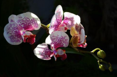 Phalaenopsis flowers with spots Phalaenopsis flowers with spots