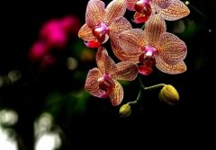 What are the species of Phalaenopsis? The price of Phalaenopsis in the Philippines