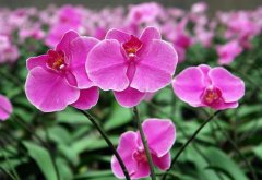 Taiwan Phalaenopsis picture, Taiwan Phalaenopsis cultivation technology how to raise Taiwan Phalaenopsis price