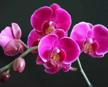 Man's Phalaenopsis plant ark, Man's Phalaenopsis price how to water Phalaenopsis