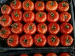 Introduction of Dahong Tomato varieties Rabbi, what is the nutritional value of rabbi tomatoes