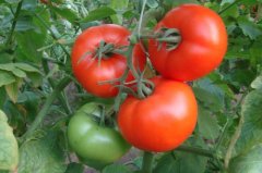 Introduction of tomato varieties in Qidali, tomato varieties with extremely cold-tolerant seeds in Qidali