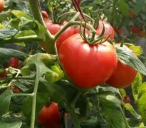 The price of tomatoes in Provence is tomatoes delicious? what are Provence tomatoes?