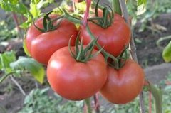 New Tomato Variety Lola: characteristics of Lola Tomato Seeds and advantages and disadvantages of Lola Tomato Seeds