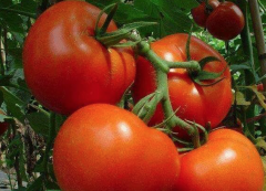 Tomato Ruixing Dabao characteristics, how about Ruixing Dabao tomato yield per mu