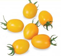 The taste of tomatoes is excellent varieties of tomatoes, new varieties of tomatoes, yellow fig