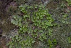 What are the main characteristics of bryophytes