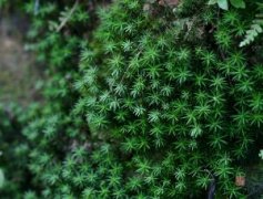 What are the general characteristics of bryophytes