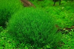 What are the main characteristics of bryophytes