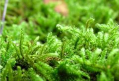 Pictures of the main characteristics of bryophytes, common species of bryophytes.