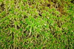 The main characteristics of bryophyte common species bald-leaf peat moss and bald-leaf peat moss