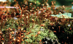 Common species of bryophytes what are the main characteristics of red leaf bryophytes