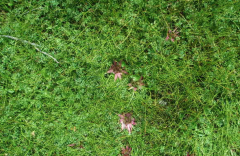 What are the main characteristics of the common species of bryophytes, peat moss and peat moss