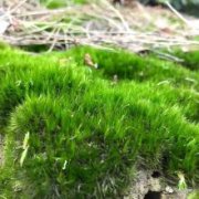 What are the main characteristics of common mosses, mosses and mosses?