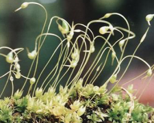 The main characteristics of the microstructural plants of the sporangium of the common mosses