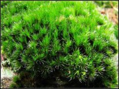 What are the main characteristics of brown curly-tailed bryophytes